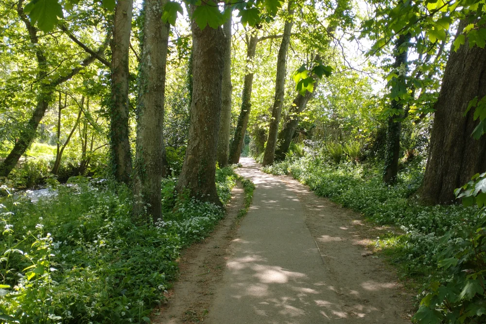 Woodland walking trail at The Byes Sidmouth