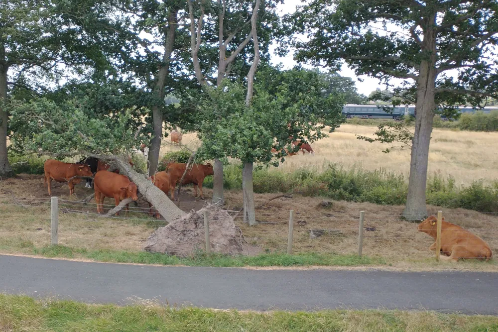 Cows sheltering beside the South West Coast Path near Powderham in Devon