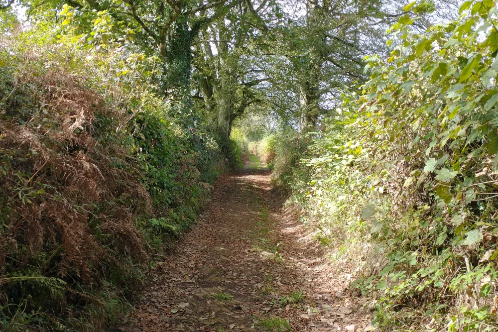 Country track on the Cadeleigh walk in Mid Devon